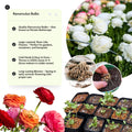 White Ranunculus Flowers Bulbs for Spring Planting, Perennial Flower Bulbs, Early Spring Flower to Plant Outside, Colorful Blooms Groundcover Bulbs, Top Size