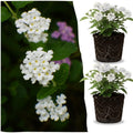 2 Traling White Lantana Plants Live Trees, Ready to Bloom, Hardy Long Blooming Seasons, Vibrant Colorful Perennial Fragrant, 5-10" in Tall, Full Sun Growing