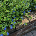 Set of 2 Live Evolvulus Blue Daze Plants, Flowering Ground Cover, 4–6 Inch Tall, Suitable for Indoor Outdoor Garden