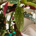 Trailing Begonia Plant Live, Rare Begonias Live Plant, 4-8 Inc Starter Indoor Outdoor Houseplant (Dot Angel Wing Begonia)