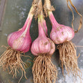 1 Pound Hard Neck Garlic for Planting in Fall, Assorted Mixed Garlic Bulb for Planting, Fresh and High Yield, Cold Hardy, Planting Softneck Hardneck