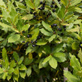 2 Bay Leaf Live Plants, 5-8 Inch Tall - Bay Laurel Herb Plant for Growing, Perennial Fragrant Leaves Herb Plants, Well Rooted Plant, No Pot in Soil