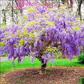 Purple Wisteria Tree Live Plant in 2.5 Inch Pot Size, Wisteria Tree Live Plant for Planting Outdoors