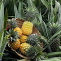 Gold Pineapple Plant Live, Cold Hardy Pinapple Fruit Tree 4-6 Inc, Tropical Plant for Garden