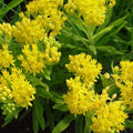 Set 3 Milkweed Plants Live, Yellow Milkweed Flower Live Plant for Outdoor Indoor Gardening, Well Rooted, 4''