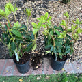 1-2 Ft Purple Magenta Rhododendron Plants Live, Azalea Rhododendron Bush Shrubs in 1 Gallon Pot for Planting, Azalea Bush Ready Plant, Live Rhododendron Plant Azalea