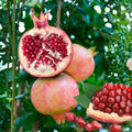 1 Year Old Pomegranate Tree Live Plant, Sweet Red Pomegranate Starter Size Seedling in 4" Pot, for Indoor Outdoor Spring Growing