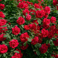 Ornamental Rose Live Plant, Everblooming Roses Flowers, in Pot, Indoor Outdoor Home Garden (Red Miniature Rose)