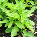 2 Epazote Plants Live for Planting, 4 Inch Pots, Herb Plants Great for Home Garden