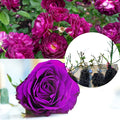 Purple Climbing Rose Live Plant, Can Grow As Rose Bushes Shrubs, Fragrant Ready to Plant, Starter Size, 5 to 10 Inc Tall, Dormant in Winter