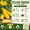 2 Zucchini Plants Live, Yellow Squash Zucchini in 4 Inches Pot, 4-6 Inches Tall, Summer Squash Plant for Planting Outdoor