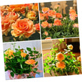 Orange Mini Rose Plant Live, Miniature Rose Bush in 3.5" Pot, Spring Blooming Mini Rose, 4–5" Tall, Indoor Outdoor Flowering Plant for Home Garden