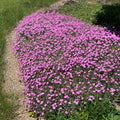 Dianthus Perennial Plants, Tiny Dianthus Fragrant, Hardy Groundcover 2.5 Inc Pot