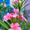 2 Live Pink Oleander Plants, Flowering Shrub with Fragrant Pink Blooms, 4 to 8 Inc, Starter Plant for Garden Growing