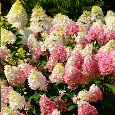 White Pink to Green Hydrangea Live Plant 4" Pot, Hydrangea Shrub Flower Plants for Outdoor or Indoor Planting, Change Color Perennial Plant