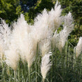 Pack 3 Pampas Grass Plants Live, Ornamental Pampas Grass Live Plants, in 2.5" Pots, Tall Grasses Seedlings (White Pampas Grass)