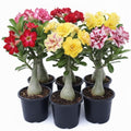 Pack 3 Mix Desert Rose Plants, 4-7" Tall Adenium Desert Rose Flowers Plant, Vibrant Bloom, No Pot, Perennial and Hardy Succulent Plant