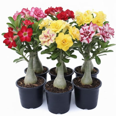 Pack 3 Mix Desert Rose Plants, 4-7" Tall Adenium Desert Rose Flowers Plant, Vibrant Bloom, No Pot, Perennial and Hardy Succulent Plant