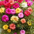 4 Assorted Portulaca Live Plants, Moss Rose Portulaca Plants 4-8'' Tall, Rare Flower for Outdoor Garden, Containers or Patio