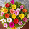 2 Random Moss Rose Plants Live, Moss Rose Purslane Flower Plant in 4 Inch Pot, Ground Cover Plant, Ideal for Containers, Hanging Baskets and Garden Beds, 4-8 Inches Tall