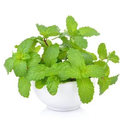 Pack 2 Peppermint Plants Live, 4-6 Inch Tall Peppermint Herb Starter Plant, Bare Root, Fragrant Mint Plants for Indoors Outdoors Gardens