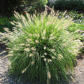 Hameln Dwarf Fountain Grass Plant Live to Grow in 4 Inc Pot, Dwarf Grass Live Plant for Planting, Ornamental Grass Plant