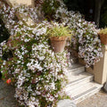 Pink American Jasmine Flower Plant Live, 5–10 Inches Tall, Fragrant Fast-Growing Blooming Jasmine Live Plant in 4 Inch Pot for Outdoor Growing