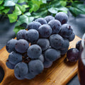 Grape Plant Live Potted, Fruit Vine Starter Plant 5-8 Inches, Hardy Climbing Seedless Grape Vine for Backyard Garden or Trellis (Purple Grape)