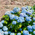 Well-Rooted Hydrangea Live Plant in 2.5 Inch Pot, Hydrangea Tree Shrub Bush Perennial Outdoor Planting (Blue Bigleaf)