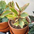 Rare Peperomia Rainbow Plant, Peperomia Tree, 4'' Tall, House Plant for Living Room, Desk