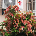 2 Shrimp Live Plants, Red Shrimp Plants Live, Justica Brandegeana Plant from 3 to 5 Inches Tall Seedling Starter Plants, Red Flower