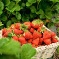 10 Ozark Strawberry Roots Plants Live for Planting, Hardy Everbearing Strawberry Fragrant Strawberries Plant, Large Sweet Fruit