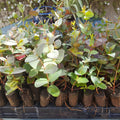 Baby Blue Eucalyptus Live Plant, Live Eucalyptus Plant, Eucalyptus Plant Live, Live Eucalyptus Tree, Live Eucalyptus Plant Indoor, 4 to 8 Inc Tall