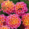 2 Lantana Plants Live, Lantana Live Plants for Planting Outdoors, 4 to 7 Inch Tall, Perennial Plants, Well Rooted, Multicolor Lantana