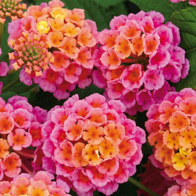 2 Lantana Plants Live, Lantana Live Plants for Planting Outdoors, 4 to 7 Inch Tall, Perennial Plants, Well Rooted, Multicolor Lantana