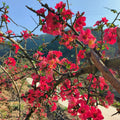 Quince Flowering Live Plant in 4'' Pot, Double Red Quince Tree, 4-6'' Tall, Quince Flower Shrub Plant for Outdoor Planting, Ready to Grow