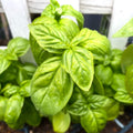 10 Sweet Basil Plants Live per Pot, Live Basil Plants from 4Inc Tall, Herb Plant Garden