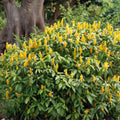 2 Yellow Shrimp Plants for Garden, 3 Inc to 5 Inch Tall, Fragrant Flower Live Plant, Shrimp Live Plants, Live Shrimp Plants