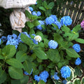 Blue Hydrangea Bush Plant Hydrangea Plant, 6 to 8 Inches Long, Live Hydrangea Shrub Plant in 2.5 Inc Pot