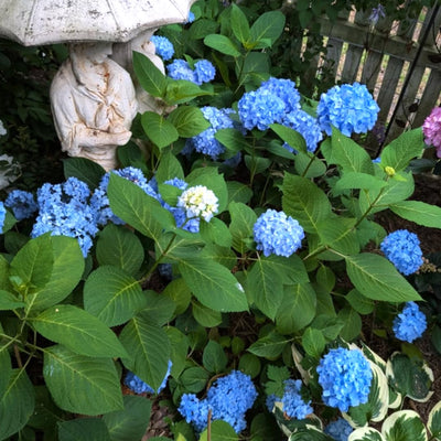 Blue Hydrangea Bush Plant Hydrangea Plant, 6 to 8 Inches Long, Live Hydrangea Shrub Plant in 2.5 Inc Pot