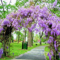 Purple Wisteria Tree Live Plant 9 Months Old Tree in 2.5 Inch Pot, Wisteria Live Plant, Wisteria Vine Plant, Perennial Flowers