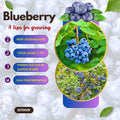 Blueberry Bushes Plant Live, Northern Highbush Blueberry Plants Live for Planting, Edible Blueberries Seelings from 4 to 7 Inches Tall, 4 Inches Pot
