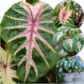 2 Pink Green Colocasia Live Plants, Alocasia Elephant Ear Live Plant for Growing, 4-6" Tall, Cold Hardy, Indoor Outdoor Planting