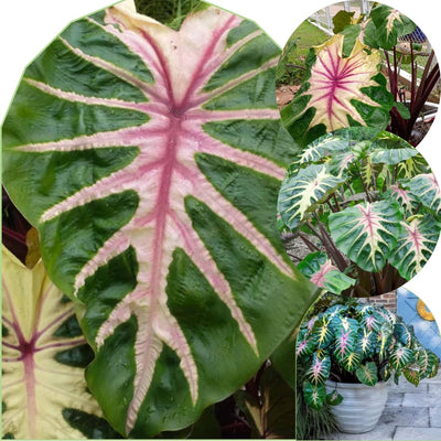 2 Pink Green Colocasia Live Plants, Alocasia Elephant Ear Live Plant for Growing, 4-6" Tall, Cold Hardy, Indoor Outdoor Planting