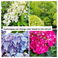 Well-Rooted Hydrangea Live Plant in 2.5 Inch Pot, Hydrangea Tree Shrub Bush Perennial Outdoor Planting (Green)