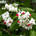 White Bleeding Heart Live Plant 8 to 10 Inches Tall, Clerodendrum White Flower Starter Plant Well Rooted