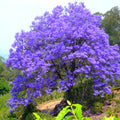 6-10" Violet Jacaranda Mimosifolia Trees from Bottom Pot, Blue Jacaranda Live Plants 6 Months Old Seedling, Well Rooted, Plant Outdoor Zones 10-11
