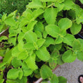 4 Green Cuban Oregano Plants Live, 5 to 7 Inches Tall, Mexican Mint Spanish Thyme Live Plant Well Rooted for Home Garden, Without Pot