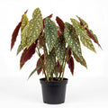 Trailing Begonia Plant Live, Rare Begonias Live Plant, 4-8 Inc Starter Indoor Outdoor Houseplant (Dot Angel Wing Begonia)