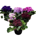African Violet Plant, Live African Violet Flowers in 4'' Pot, Low-Maintenance Indoor Flowering Plant with Vibrant Blooms (Mix Blooms)